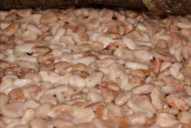 Cocoa Beans ready to ferment