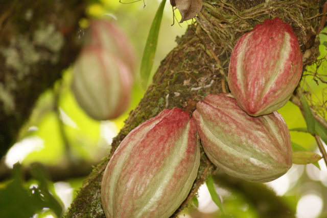Cocoa Pods (growing)