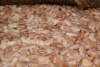 Cocoa Beans ready to ferment